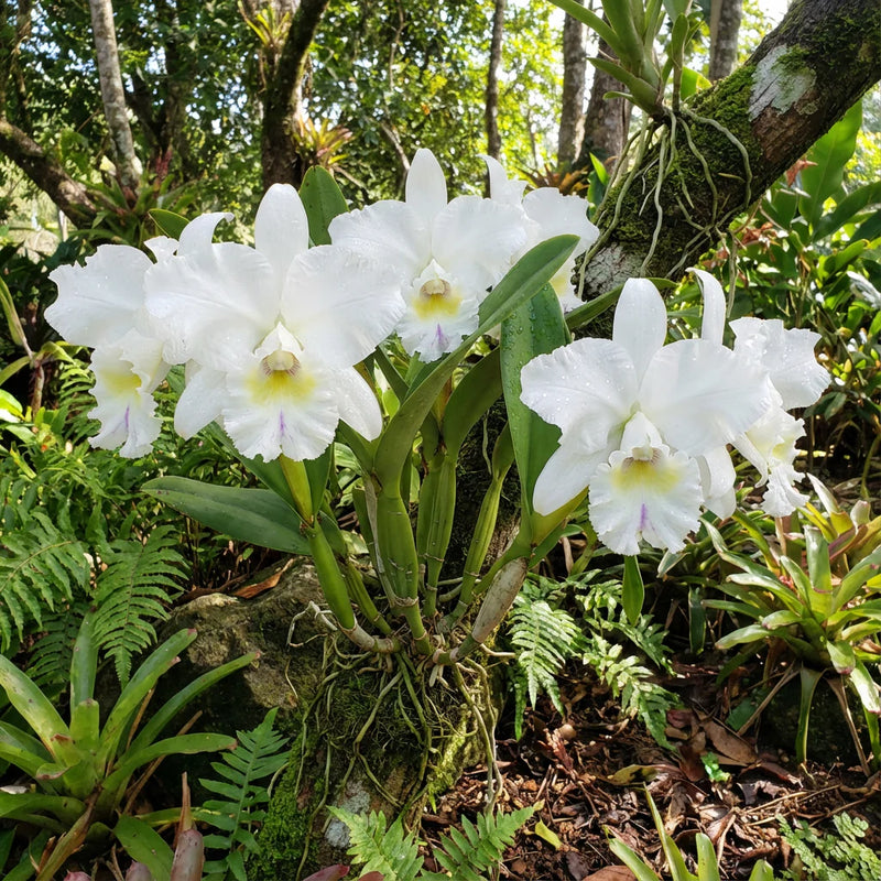 White Cattleya Flower Seeds for Planting Hardy Variety Heirloom & GMO Free Seeds for Home Garden
Sale