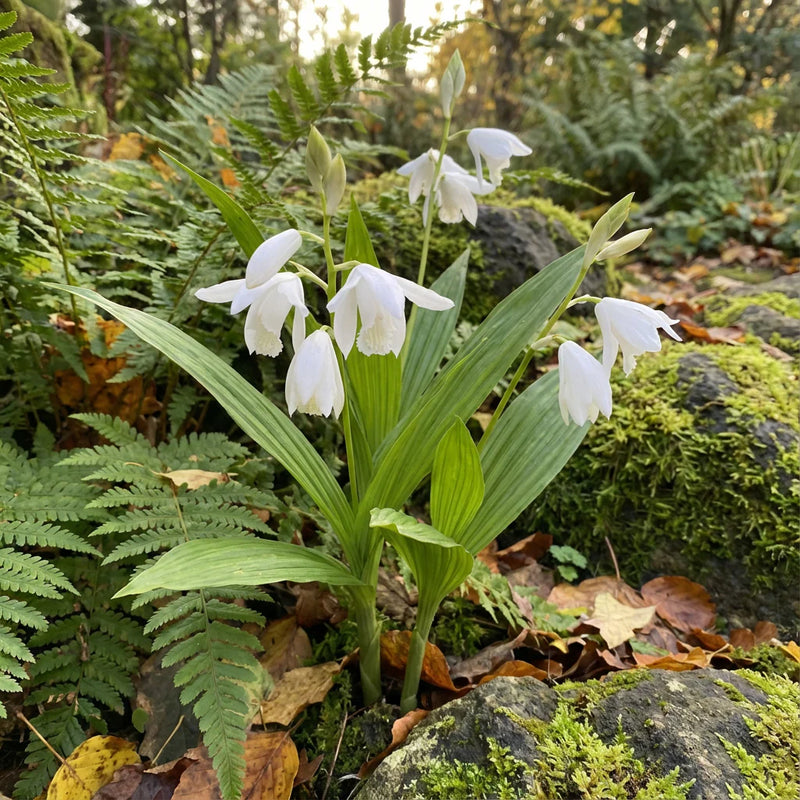 White Windbell Orchid Seed for Planting Perfect for Cultivating Beautiful Blooms in Your Garden