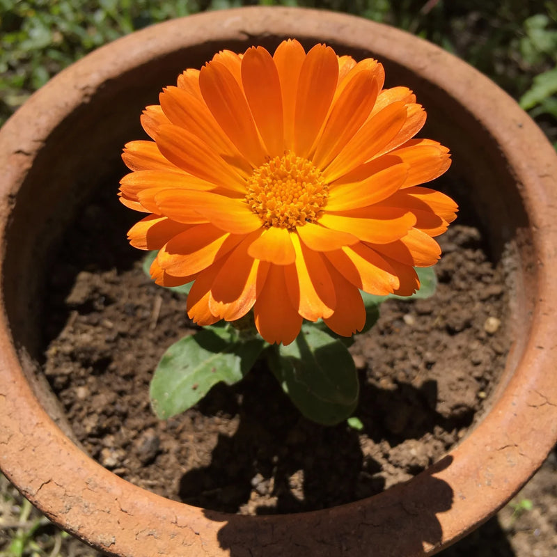 Orange Tithonia Flower seeds for Planting - Seasonal Bloomer, Heirloom & GMO Free Seeds for Home Garden