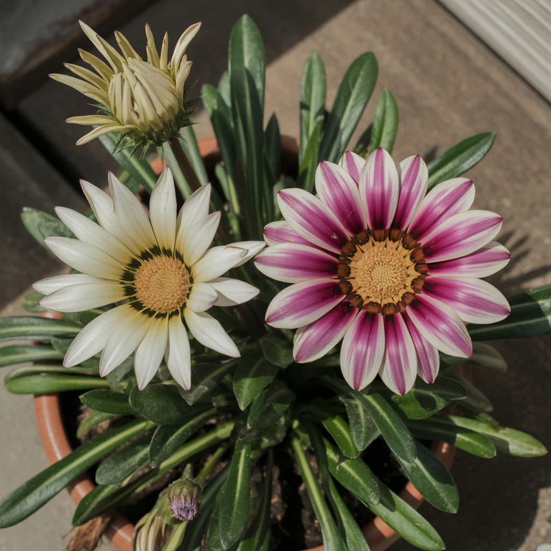 White Purple Gazania Seeds for Planting Vibrant Annual Flower Seeds