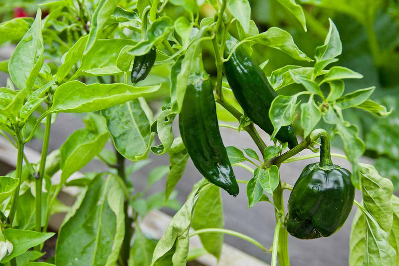 Fresh Green Poblano seeds for home planting