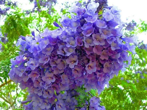 Jacaranda Flower Seeds for Planting Create a Vibrant Garden