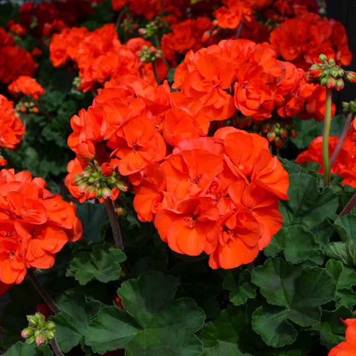 Geraniums Orange Flower seeds for Planting - Colorful Display, Heirloom & GMO Free Seeds for Home Garden
Sale seeds for planting in home garden