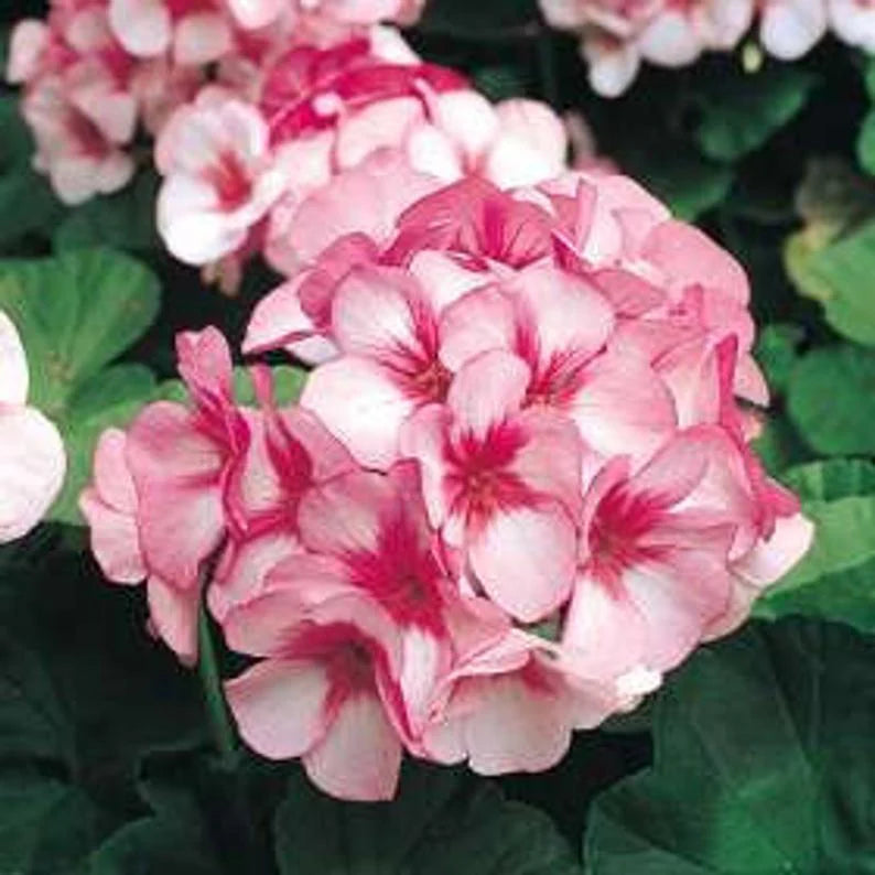 Pink Red Geranium Flower Seeds for Planting Compact Growth Heirloom & GMO Free Seeds for Home Garden
Sale