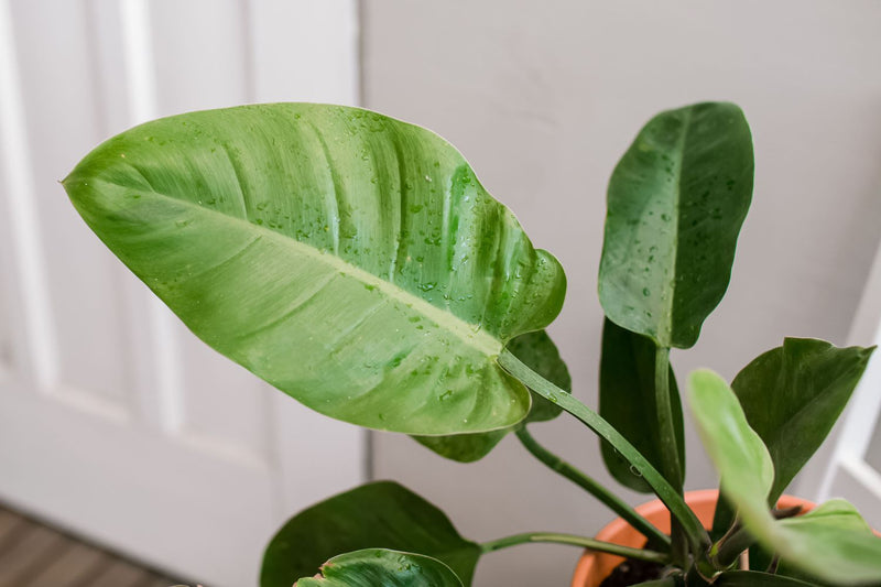 Green Philodendron Erubescens Flower seeds for Planting - Perfect for Borders, Heirloom & GMO Free Seeds for Home Garden