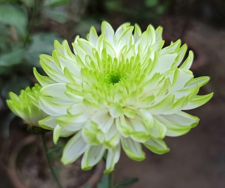 White Green Chrysanthemum Flower seeds for Planting - Pollinator Friendly, Heirloom & GMO Free Seeds for Home Garden