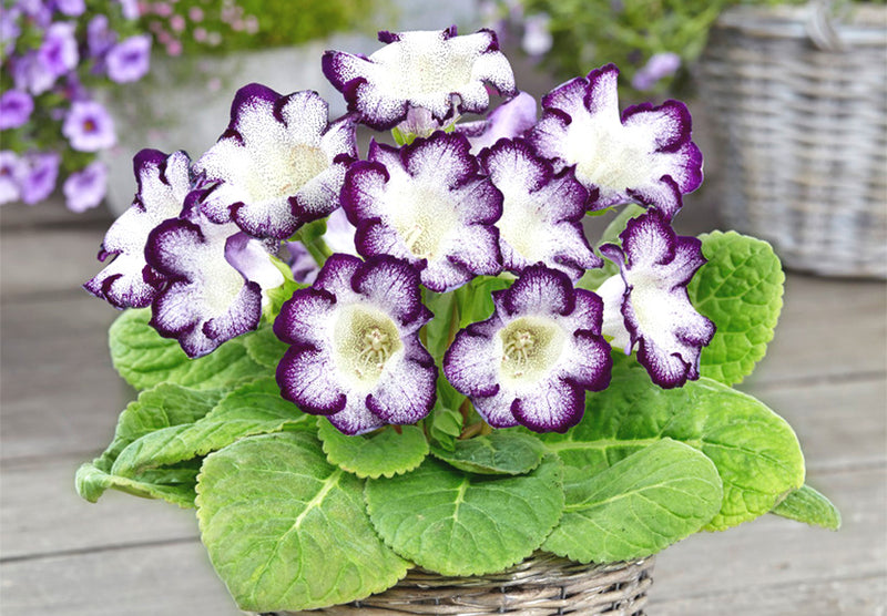 White Black Gloxinia Flower seeds for Planting Easy to Grow Heirloom & GMO Free Seeds for Home Garden
Sale