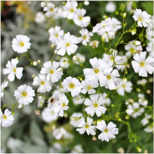 White Waterhyssop Flower seeds for Planting - Sun Loving, Heirloom & GMO Free Seeds for Home Garden
Sale seeds for planting in home garden