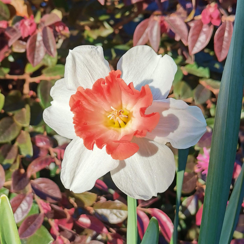 Pink Daffodils Flower seeds for Planting - Long Bloom Season, Heirloom & GMO Free Seeds for Home Garden
