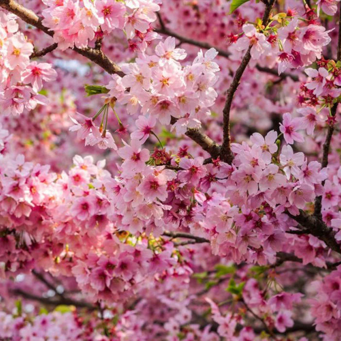 Himalayan Cherry Tree Seeds (Prunus Cerasoides) – Pink Flowers & Red Fruit for Beautiful Landscapes