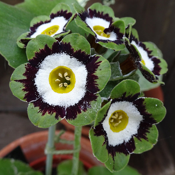 Green Shade Auricula Flower seeds for Planting - Shade Tolerant, Heirloom & GMO Free Seeds for Home Garden