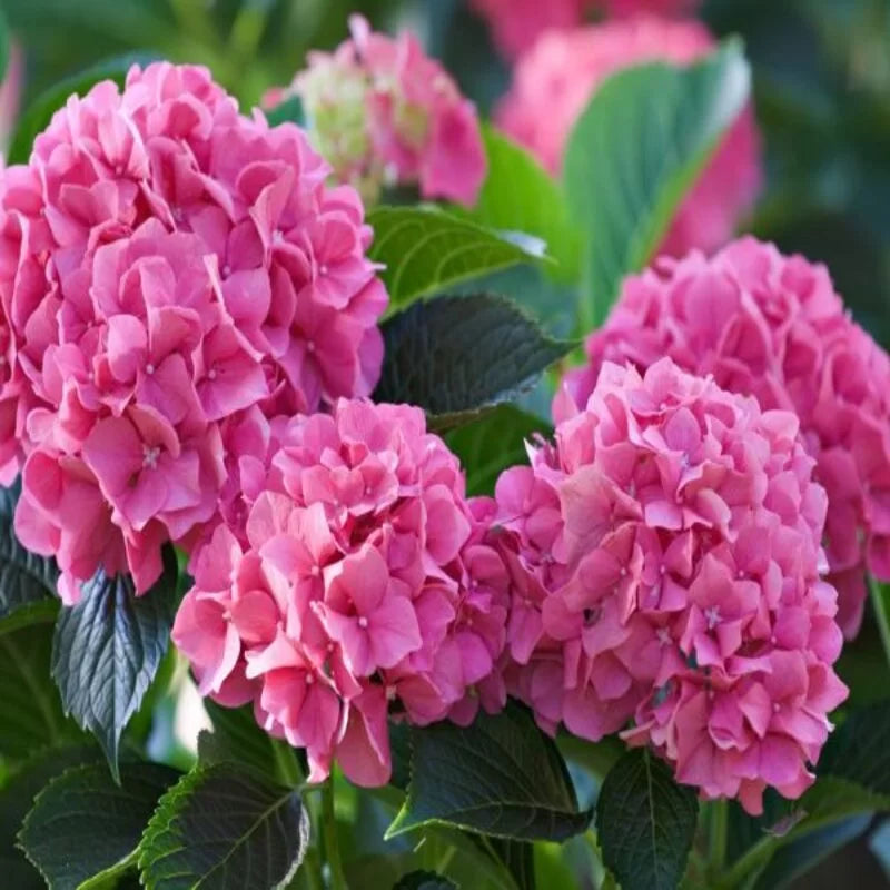 Deep Pink Hydrangea Flower seeds for Planting - Perfect for Borders, Heirloom & GMO Free Seeds for Home Garden