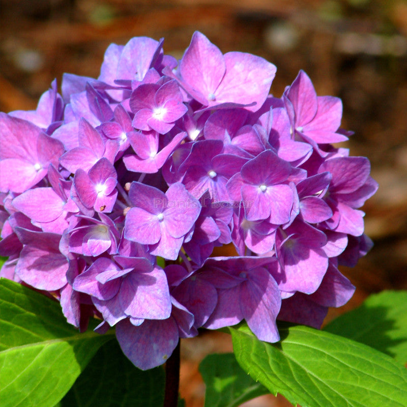 Lavender Hydrangea Flower seeds for Planting - Perfect for Borders, Heirloom & GMO Free Seeds for Home Garden