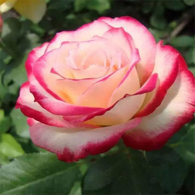 Double Delight Hybrid Tea Roses blooming in a garden
