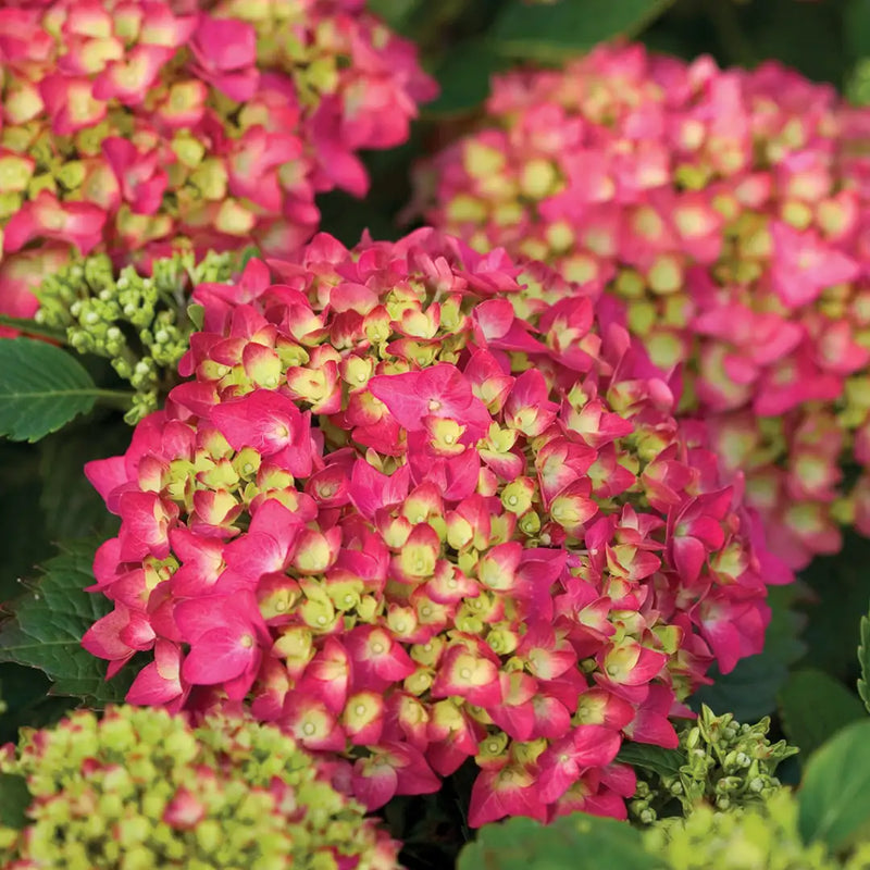 Yellow Pink Hydrangea Flower seeds for Planting - Drought Tolerant, Heirloom & GMO Free Seeds for Home Garden