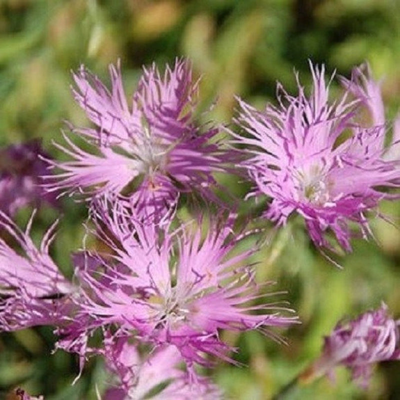 Dianthus Superbus Flower seeds for Planting - Long Bloom Season, Heirloom & GMO Free Seeds for Home Garden
Sale for planting in home garden.