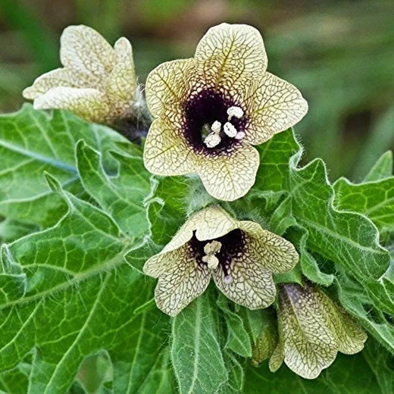 Cream Henbane Flower seeds for Planting - Vibrant Colors, Heirloom & GMO Free Seeds for Home Garden