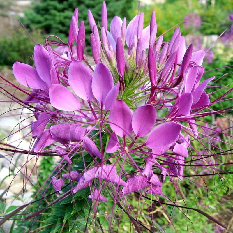 Purple Cleome Seeds Flower seeds for Planting - Premium Quality, Heirloom & GMO Free Seeds for Home Garden