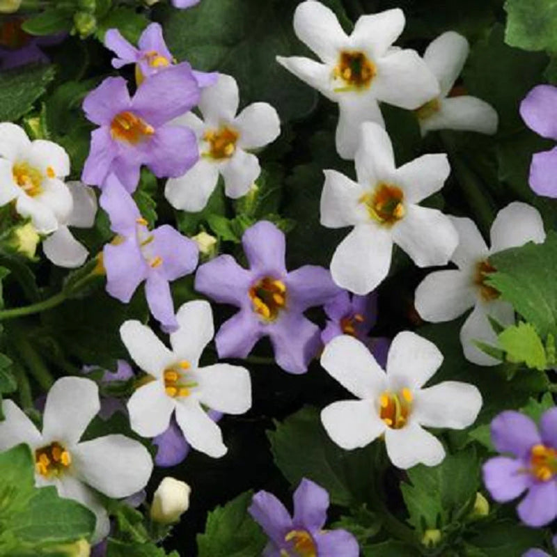 Mixed Bacopa Utopia Flower Seeds for Planting