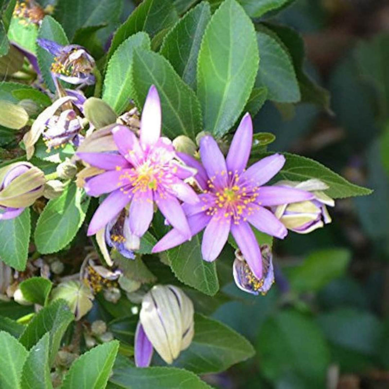 Grewia Flower seeds for Planting - Bright Blooms, Heirloom & GMO Free Seeds for Home Garden
Sale for planting in home garden.