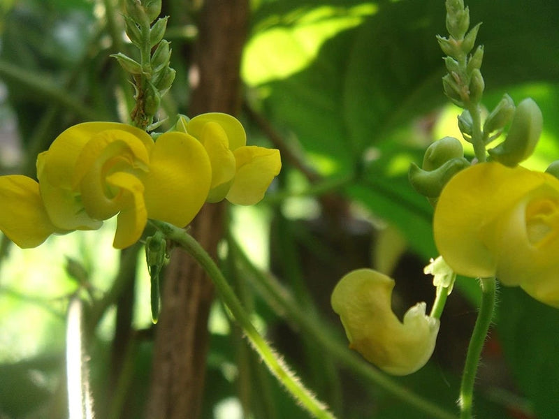 Dolichos Biflorus Flower seeds for Planting - Pollinator Friendly, Heirloom & GMO Free Seeds for Home Garden
Sale for planting in home garden.