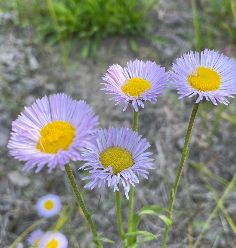Purple Erigeron Flower seeds for Planting - Premium Quality, Heirloom & GMO Free Seeds for Home Garden
Sale for planting in home garden.