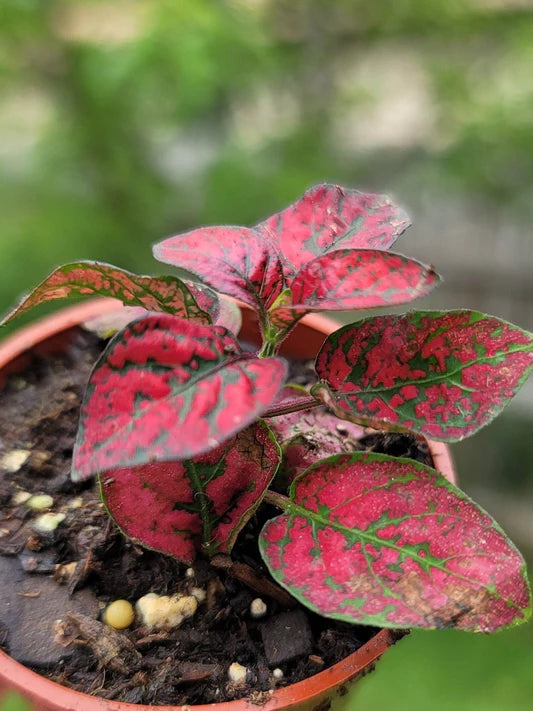 Red Hypoestes Flower seeds for Planting - Long Bloom Season, Heirloom & GMO Free Seeds for Home Garden