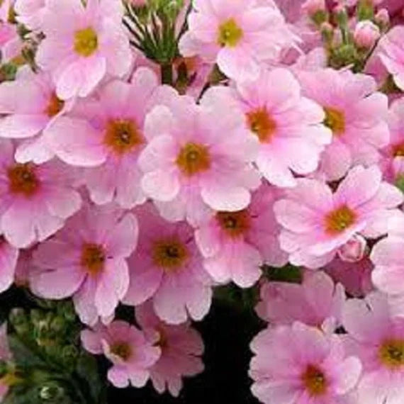 Pink Primula Malacoides Flower seeds for Planting - Premium Quality, Heirloom & GMO Free Seeds for Home Garden
Sale seeds for planting in home garden