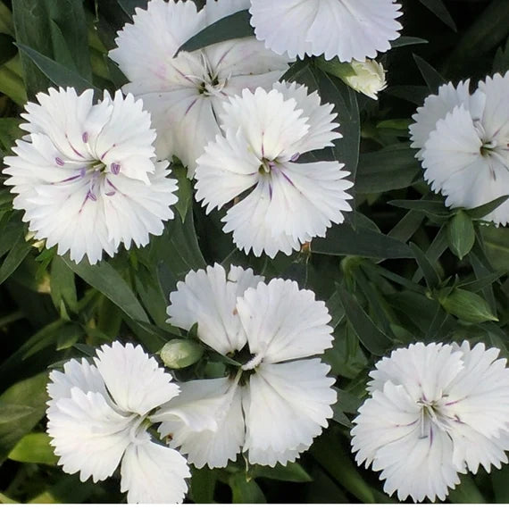 White Dianthus Flower seeds for Planting - Compact Growth, Heirloom & GMO Free Seeds for Home Garden
Sale for planting in home garden.