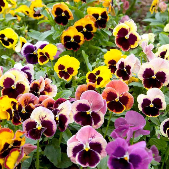 Mixed Pansy Perennial Flower seeds for Planting - Wildflower Mix, Heirloom & GMO Free Seeds for Home Garden