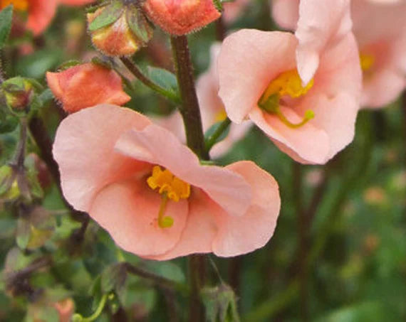 Pink Alonsoa Flower seeds for Planting Vibrant Colors Heirloom & GMO Free Seeds for Home Garden
Sale
