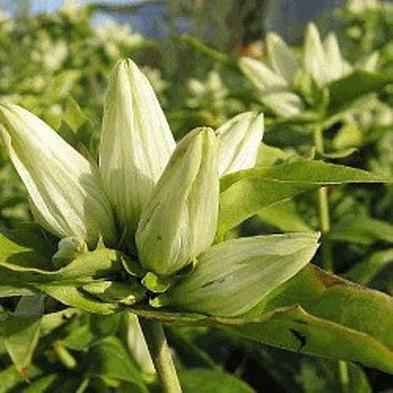 Cream Gentiana Flower seeds for Planting - Vibrant Colors, Heirloom & GMO Free Seeds for Home Garden
Sale seeds for home garden
