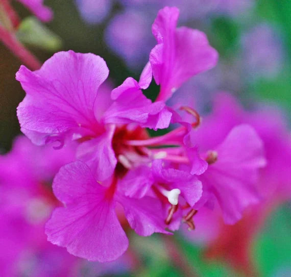 Purple Elegant Clarkia Flower seeds for Planting - Fragrant Blossoms, Heirloom & GMO Free Seeds for Home Garden
Sale seeds for planting in home garden