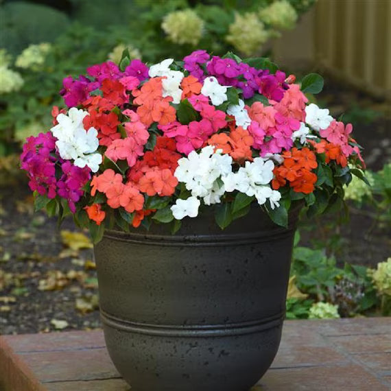Lizzie Flower seeds for Planting - Wildflower Mix, Heirloom & GMO Free Seeds for Home Garden