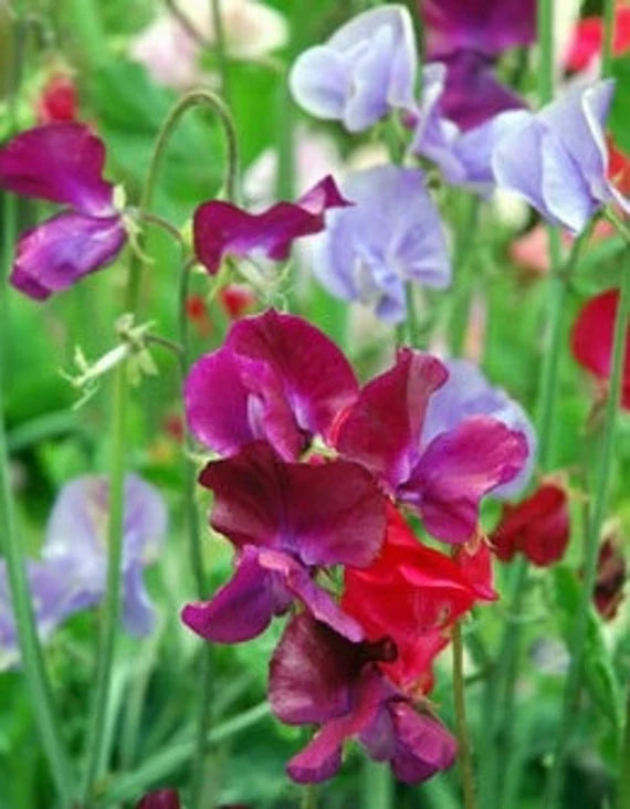 Heirloom Sweet Pea Flower seeds for Planting Cut Flower Favorite Heirloom & GMO Free Seeds for Home Garden