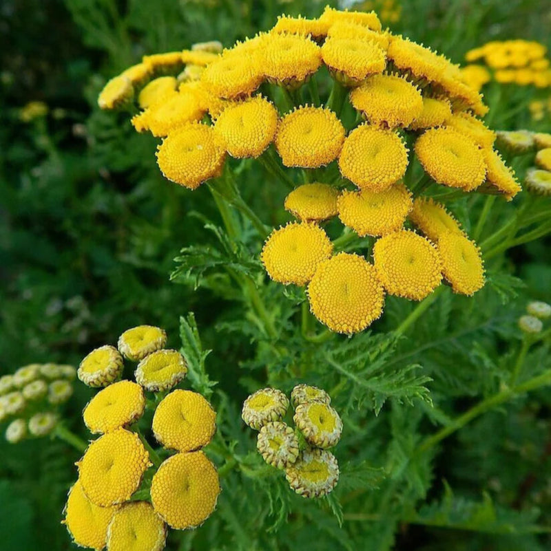 Heirloom Tansy Flower seeds for Planting Bright Blooms Heirloom & GMO Free Seeds for Home Garden