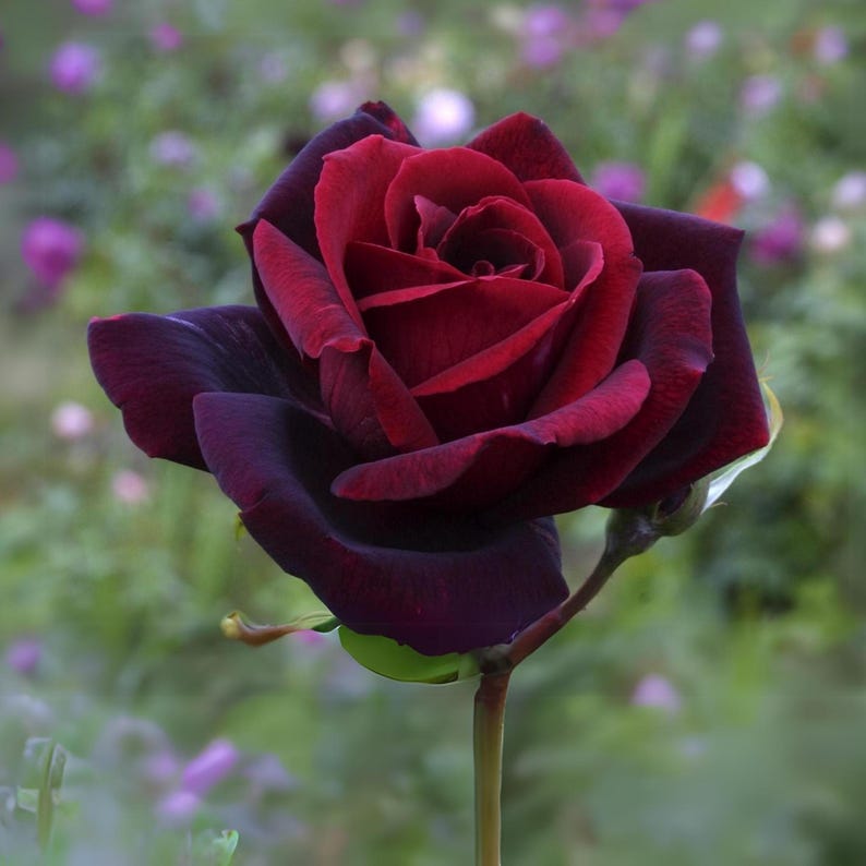 Black Maroon Rose Flower seeds for Planting - Premium Quality, Heirloom & GMO Free Seeds for Home Garden
Sale for planting in home garden