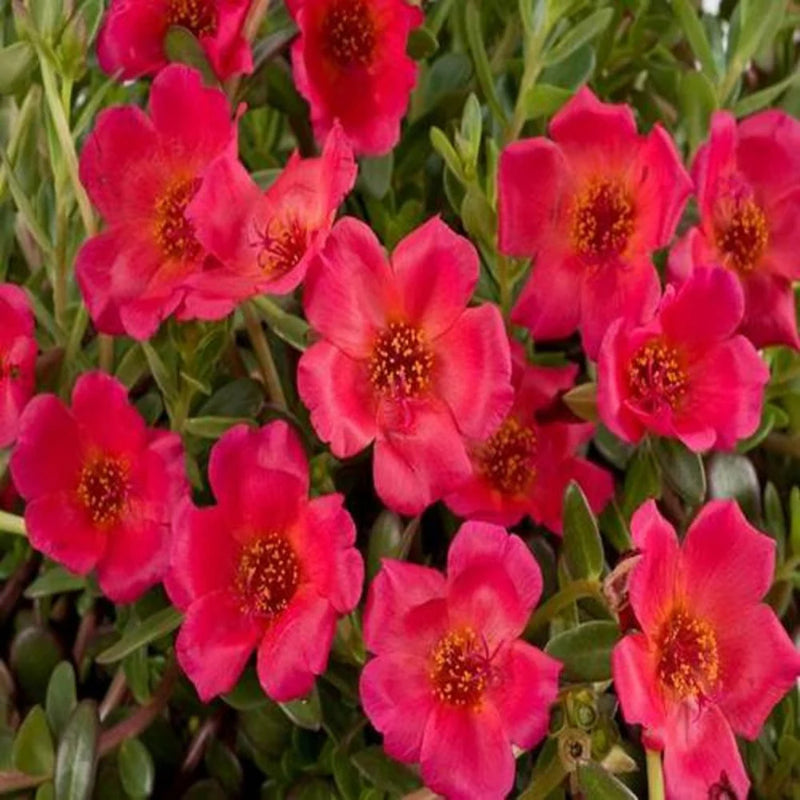 Red Calandrinia Flower seeds for Planting - Cottage Garden Essential, Heirloom & GMO Free Seeds for Home Garden