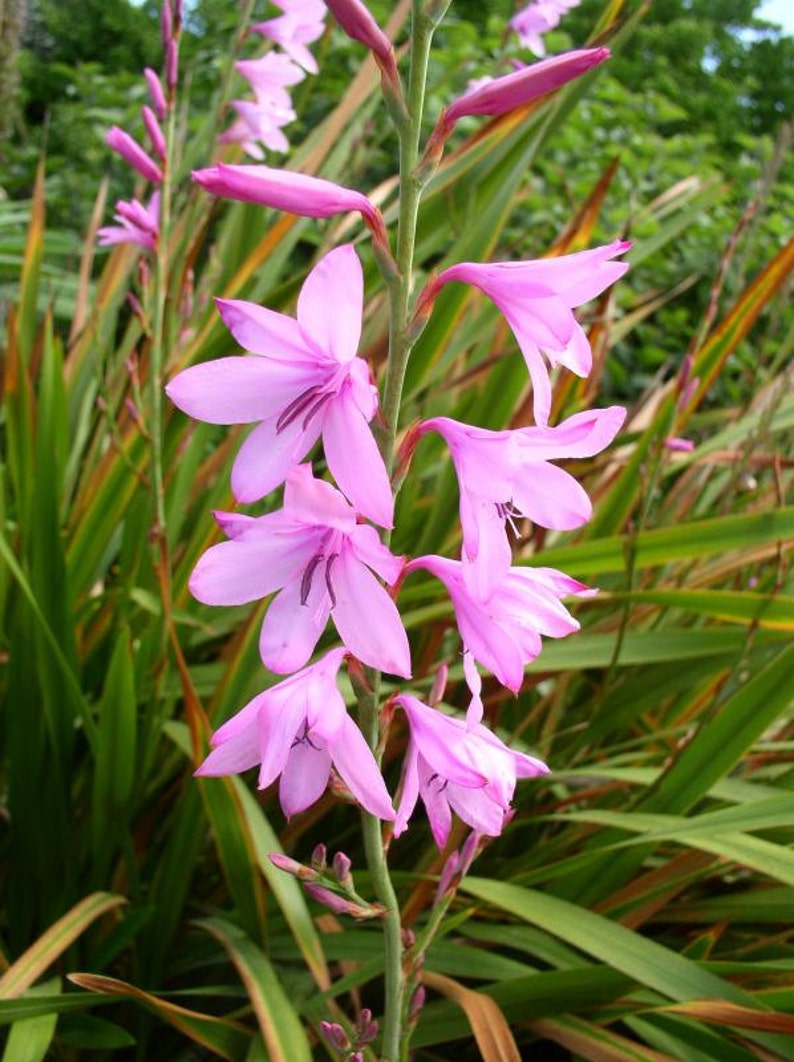 Watsonia Borbonica Flower seeds for Planting Wildflower Mix Heirloom & GMO Free Seeds for Home Garden
Sale for planting in home garden