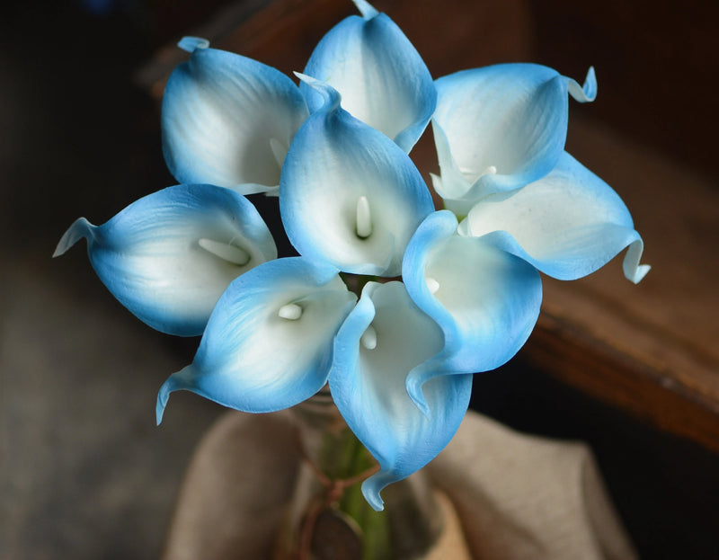 Sky Blue Calla Flower seeds for Planting - Shade Tolerant, Heirloom & GMO Free Seeds for Home Garden