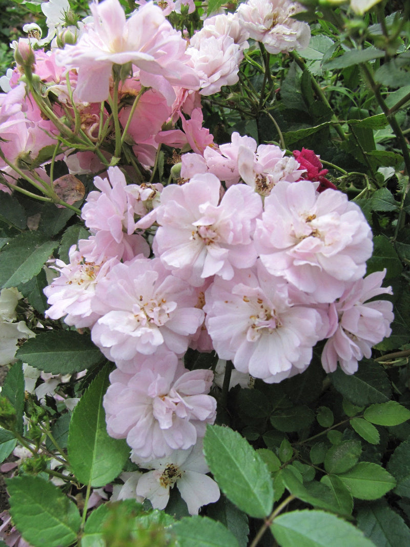 Pink Polyantha Flower seeds for Planting - Easy to Grow, Heirloom & GMO Free Seeds for Home Garden
Sale for planting in home garden.
