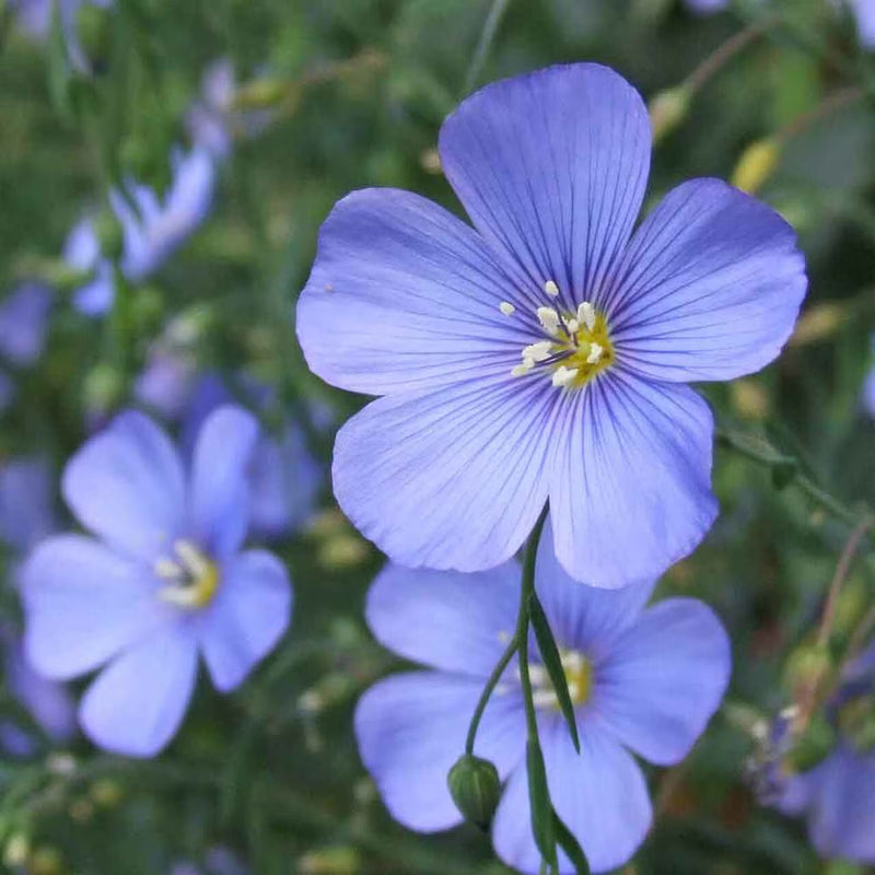Blue Crystal Flower Seeds - Perfect for Planting