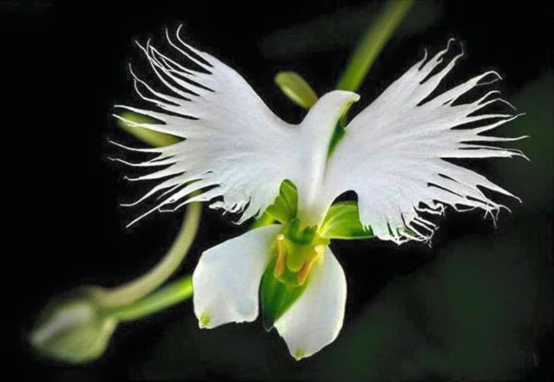 Dove Orchid Flower seeds for Planting - Compact Growth, Heirloom & GMO Free Seeds for Home Garden