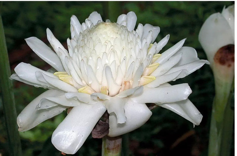 White Etlingera Elatior Flower Seeds for Planting Easy to Grow Heirloom & GMO Free Seeds for Home Garden
Sale