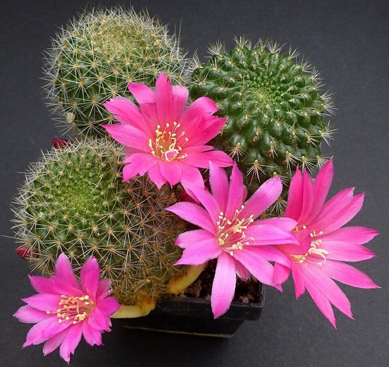 Pink Rebutia Violaciflora Flower seeds for Planting - Cottage Garden Essential, Heirloom & GMO Free Seeds for Home Garden
Sale seeds for planting in home garden