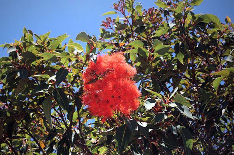 Heirloom Corymbia Ficifolia Flower seeds for Planting Garden Favorite Heirloom & GMO Free Seeds for Home Garden