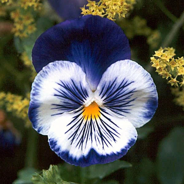 Pansy Flower seeds for Planting - Cottage Garden Essential, Heirloom & GMO Free Seeds for Home Garden