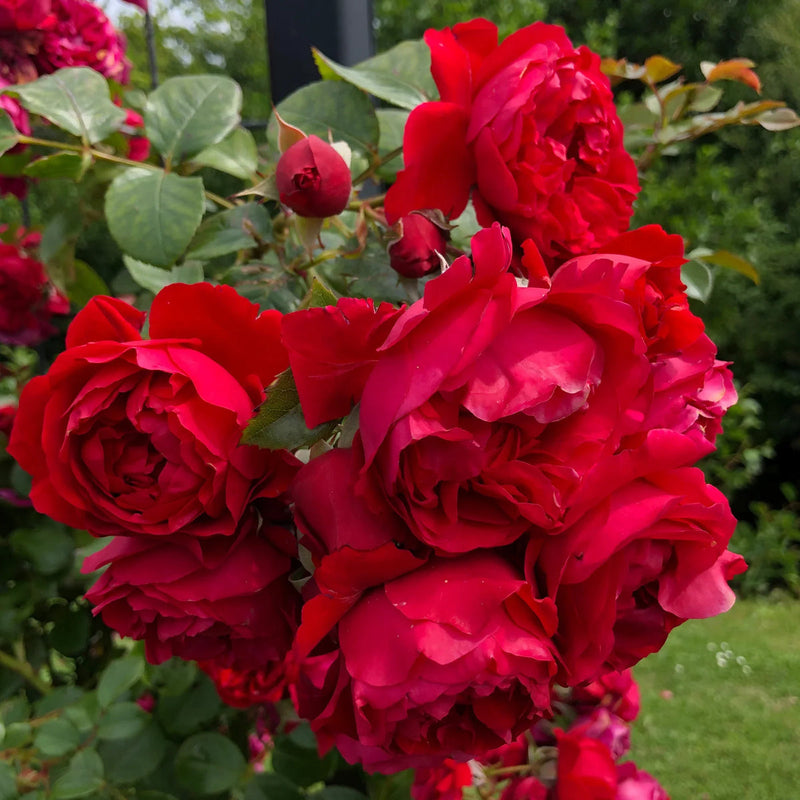Red Pink Climbing Rose Flower seeds for Planting - Bright Blooms, Heirloom & GMO Free Seeds for Home Garden
Sale for planting in home garden.