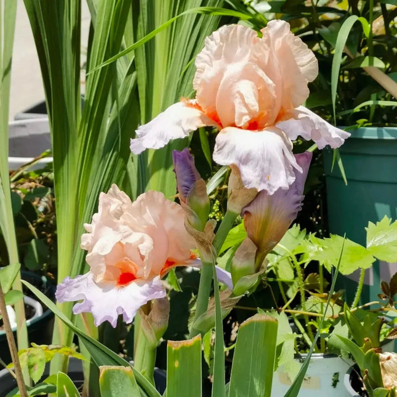 Pink White Germanica Flower seeds for Planting - Bright Blooms, Heirloom & GMO Free Seeds for Home Garden
Sale seeds for home garden