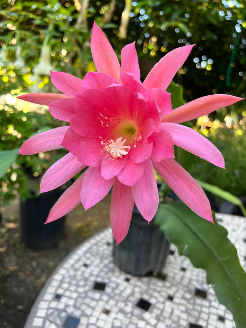 Pink Epiphyllum Flower seeds for Planting - Drought Tolerant, Heirloom & GMO Free Seeds for Home Garden
Sale